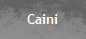 Caini