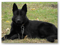 Kross_4