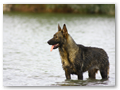 Kira de Zimbris